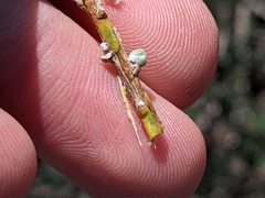 Eriophyes lepidosparti