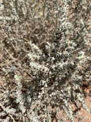 Sclerolaena birchii