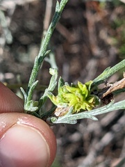Eriophyes lepidosparti