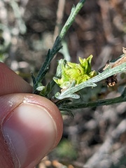 Eriophyes lepidosparti