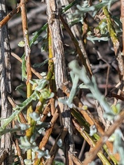 Eriophyes lepidosparti