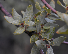 Quercus toumeyi