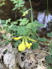 Hippocrepis emerus