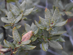 Quercus toumeyi