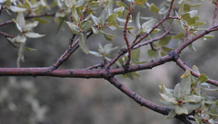 Quercus toumeyi