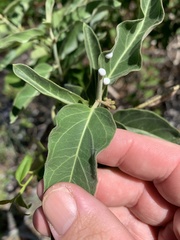 Leichhardtia microlepis