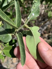 Leichhardtia microlepis