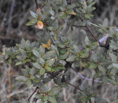 Quercus toumeyi