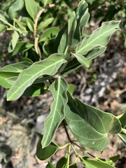 Leichhardtia microlepis