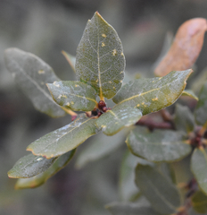 Quercus toumeyi