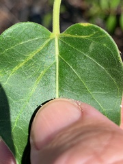 Leichhardtia microlepis