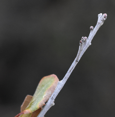 Quercus toumeyi