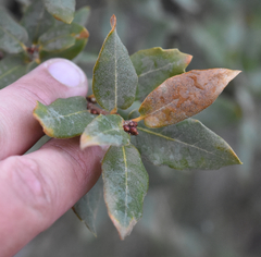 Quercus toumeyi