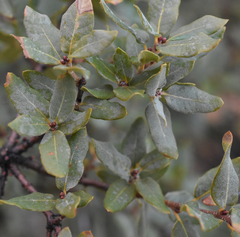 Quercus toumeyi