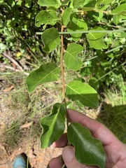 Petalostigma pachyphyllum