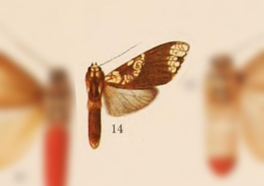 Aemilia affinis