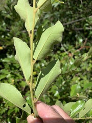 Petalostigma pachyphyllum