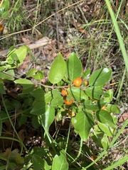 Petalostigma pachyphyllum