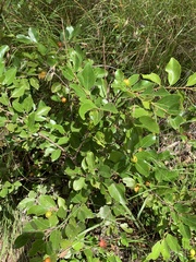 Petalostigma pachyphyllum