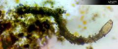 Draconematidae