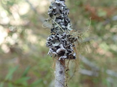 Erioderma sorediatum