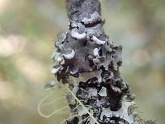 Erioderma sorediatum