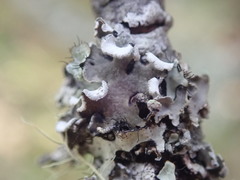 Erioderma sorediatum