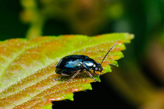 Altica cyanea