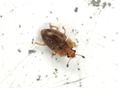 Epuraea imperialis