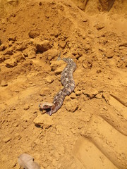 Herpestinae