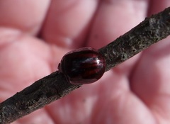 Paropsisterna stygia