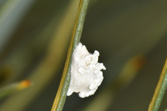 Ceronema