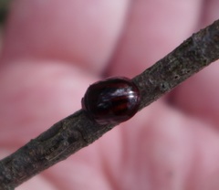 Paropsisterna stygia