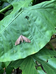 Marumba cristata bukaiana