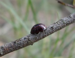 Paropsisterna stygia