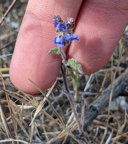 Distant Phacelia
