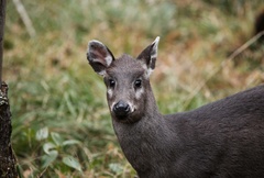 Elaphodus cephalophus