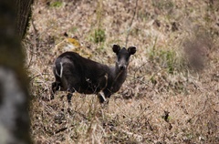 Elaphodus cephalophus