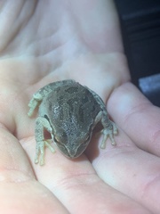 Pseudacris hypochondriaca hypochondriaca