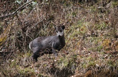 Elaphodus cephalophus