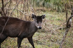 Elaphodus cephalophus