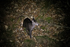 Elaphodus cephalophus