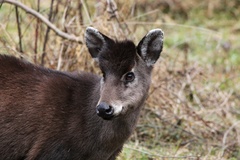 Elaphodus cephalophus