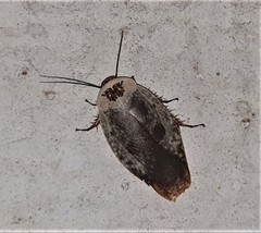 Gyna caffrorum