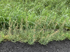 Gamochaeta calviceps