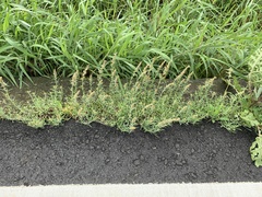 Gamochaeta calviceps