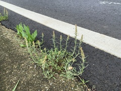 Gamochaeta calviceps