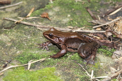 Lithobates sierramadrensis