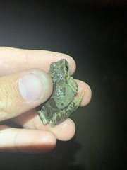 Pseudacris hypochondriaca hypochondriaca