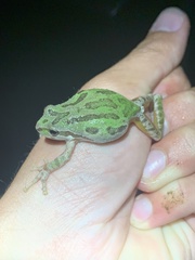 Pseudacris hypochondriaca hypochondriaca